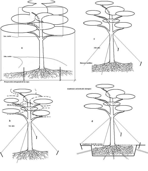 Algunas consideraciones técnicas para el trasplante de grandes árboles en  la llanura pampeana - Facultad de Ciencias Agrarias - UNR